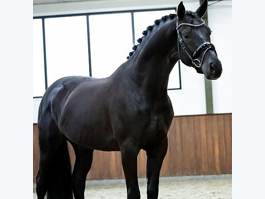 9-Year-Old Gelding