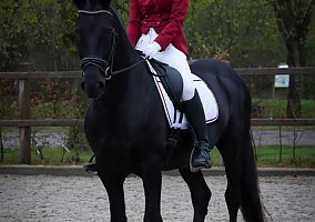 Warmblood (Warmblood, Gelding) in Petersburg, VA