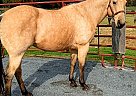 Quarter Horse - Horse for Sale in Oley, PA 19547