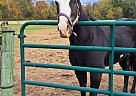 Paint - Horse for Sale in Oley, PA 19547