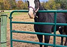 Paint - Horse for Sale in Oley, PA 19547 Paint - Horse for Sale in Oley, PA 19547