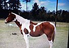 Quarter Horse - Horse for Sale in Needville, TX 77461