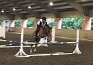 Quarter Horse - Horse for Sale in Wallace, NC 28466 Quarter Horse - Horse for Sale in Wallace, NC 28466
