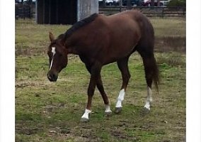 Quarter Horse (Quarter Horse, Mare) in Wallace, NC