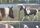- Stallion in , MD - Stallion in , MD