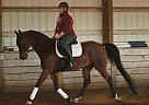 Scottie - Gelding in Olympia, WA Scottie - Gelding in Olympia, WA