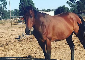 Thoroughbred (Thoroughbred, Mare) in Citrus Heights, CA