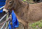 Mule - Horse for Sale in Trenton, FL 32693