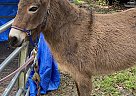Mule - Horse for Sale in Trenton, FL 32693 Mule - Horse for Sale in Trenton, FL 32693