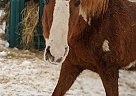 Paint Mare for Sale in Kalkaska, Michigan Paint Mare for Sale in Kalkaska, Michigan