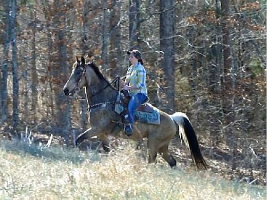 Smooth Gaited Trail Horse Deluxe