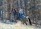 Tennessee Walking - Horse for Sale in Virgilina, VA 