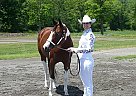 Paint - Horse for Sale in Middlebury Center, PA Paint - Horse for Sale in Middlebury Center, PA