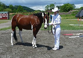 Paint (Paint, Mare) in Middlebury Center, PA