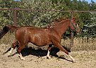 Arabian - Horse for Sale in Colorado Springs, CO 80904