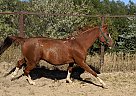 Arabian - Horse for Sale in Colorado Springs, CO 80904 Arabian - Horse for Sale in Colorado Springs, CO 80904