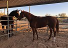 Thoroughbred Mare for Sale in Scottsdale, Arizona Thoroughbred Mare for Sale in Scottsdale, Arizona