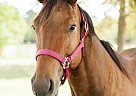 Quarter Horse - Horse for Sale in Conroe, TX 77301 Quarter Horse - Horse for Sale in Conroe, TX 77301
