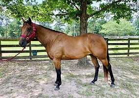Quarter Horse (Quarter Horse, Mare) in Conroe, TX