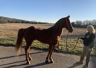 Racking - Horse for Sale in Philadelphia, TN 37846