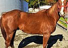 Quarter Horse - Horse for Sale in Oley, PA 19547 Quarter Horse - Horse for Sale in Oley, PA 19547
