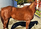 Quarter Horse - Horse for Sale in Oley, PA 19547