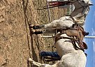 Grey Wolf - Gelding in Odessa, TX Grey Wolf - Gelding in Odessa, TX