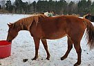 Shiner - Mare in Taylor, AR Shiner - Mare in Taylor, AR