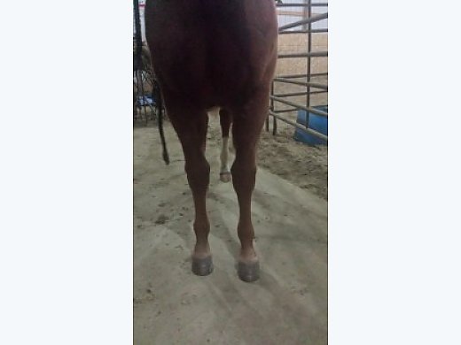 2014 Sorrel Filly By Rey Dual