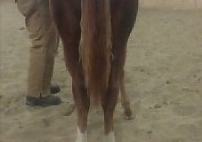 Quarter Horse (Quarter Horse, Mare) in Nichols, IA