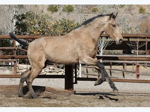 Andalusian Colt. MacMacareno Dimoba