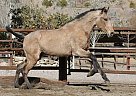 Andalusian - Horse for Sale in Santa Fé De Mondújar,  04420