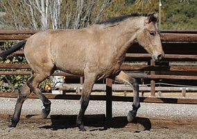Andalusian / PRE (Andalusian / PRE, Stallion)