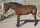Andalusian - Horse for Sale in Santa Fé De Mondújar,  04420