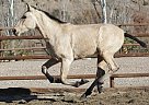 Andalusian - Horse for Sale in Santa Fé De Mondújar,  04420