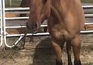 Quarter Horse Mare for Sale in Bridgeville, Delaware Quarter Horse Mare for Sale in Bridgeville, Delaware