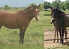 Truly Royal Gold - Stallion in Howe, TX Truly Royal Gold - Stallion in Howe, TX