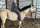 Way To Go Joe - Stallion in Kewanee, IL Way To Go Joe - Stallion in Kewanee, IL