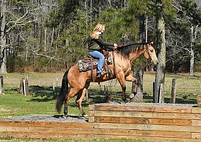 Quarter Horse (Quarter Horse, Gelding) in Las Vegas, NV