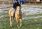 Casanova - Gelding in Benton Harbor, MI Casanova - Gelding in Benton Harbor, MI