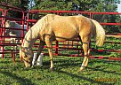 Other Gelding for Sale in Benton Harbor, Michigan Other Gelding for Sale in Benton Harbor, Michigan