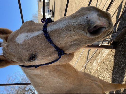 Great Horse for Kids