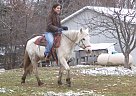 Welsh Pony Mare for Sale in Benton Harbor, Michigan Welsh Pony Mare for Sale in Benton Harbor, Michigan