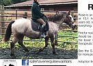 Rosie - 13.1hh Draft X Pony Mare... Rosie