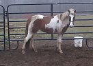 Shetland Pony Mare for Sale in Benton Harbor, Michigan Shetland Pony Mare for Sale in Benton Harbor, Michigan