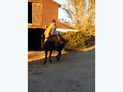 12 Year Old Paso Fino Mare