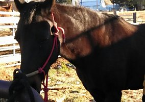Paso Fino (Paso Fino, Mare) in Sandy, UT