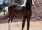 Friesian - Horse for Sale in Sparta, TN 38583 Friesian - Horse for Sale in Sparta, TN 38583
