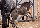 Friesian - Horse for Sale in Sparta, TN 38583 Friesian - Horse for Sale in Sparta, TN 38583