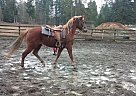 - Mare in Graham, WA - Mare in Graham, WA